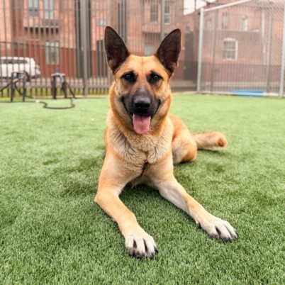 Misty, a German Shepherd, available for adoption