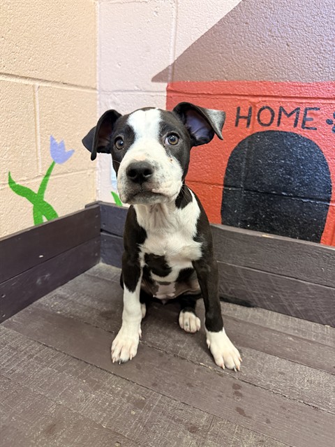 Panda, a Pit Bull Terrier, available for adoption