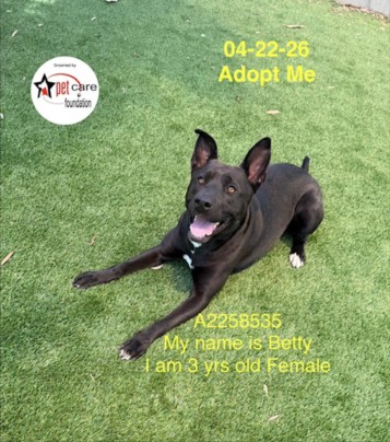 Betty, a Pit Bull Terrier, available for adoption