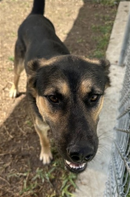 Adoptable pet photo