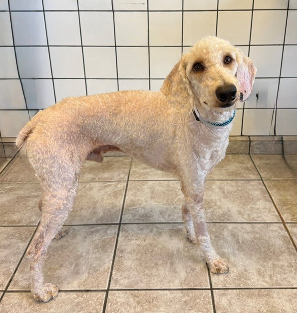Edgar, a Poodle, available for adoption