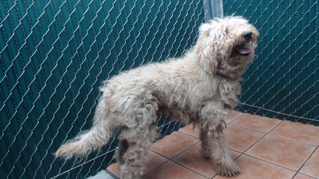 Adoptable pet photo