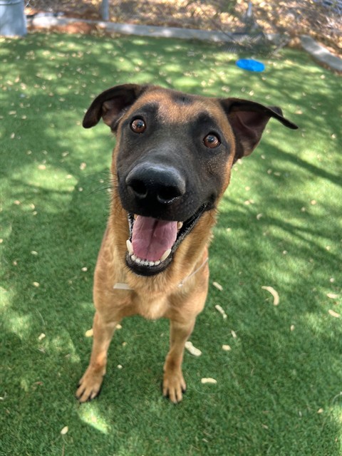 Mickey, a Anatolian Shepherd, available for adoption