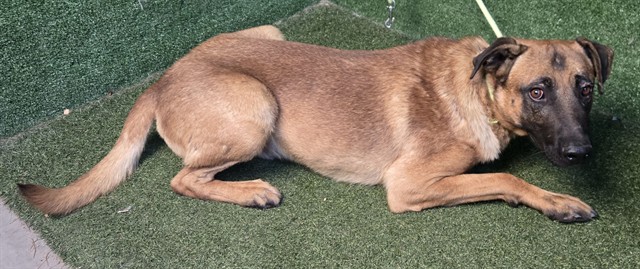 Adoptable pet photo