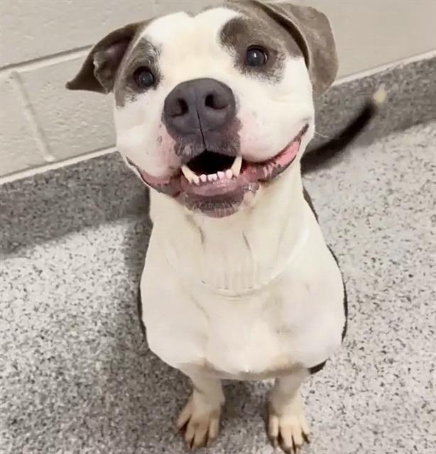 Adoptable pet photo