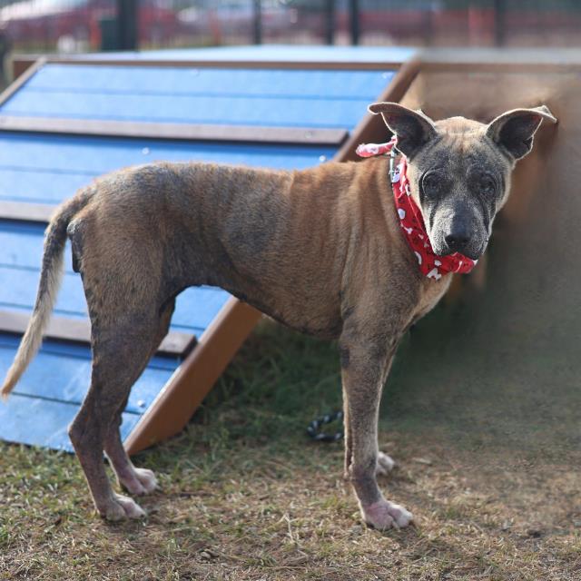 Adoptable pet photo