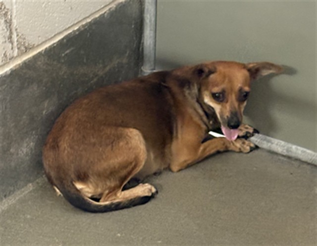 Adoptable pet photo