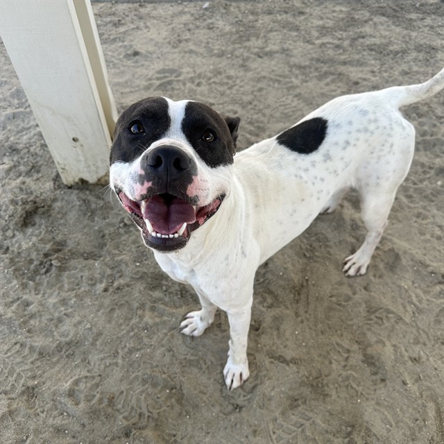 Travis, a Pit Bull Terrier, available for adoption