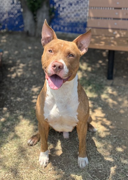 Ziggy Stardust, a Pit Bull Terrier, available for adoption