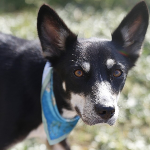 Sophie, a Shepherd, available for adoption