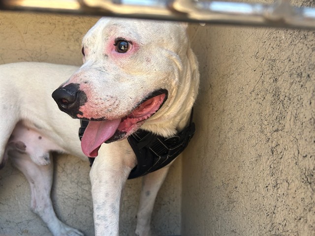 Jimmy, a Pit Bull Terrier, available for adoption