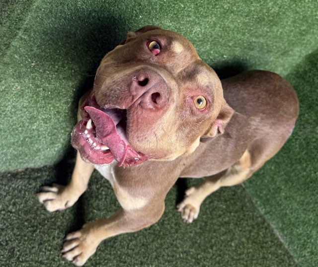 Brownie, a American Staffordshire Terrier, available for adoption