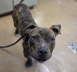 Cj, a American Staffordshire Terrier (mix breed), available for adoption