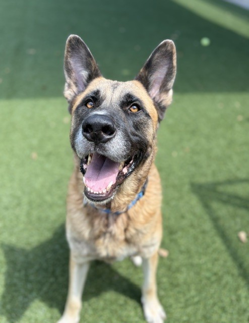 Turbo, a Anatolian Shepherd (mix breed), available for adoption