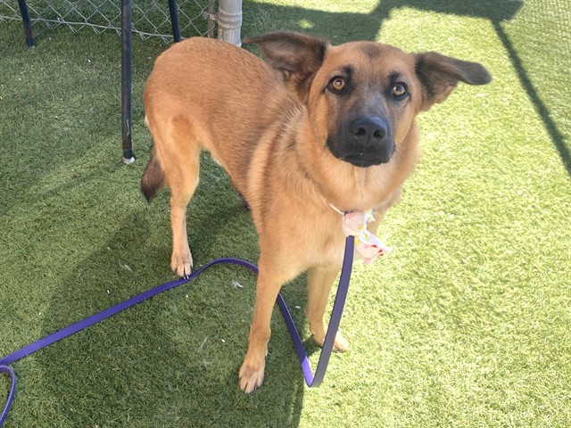 Grizzly, a German Shepherd (mix breed), available for adoption