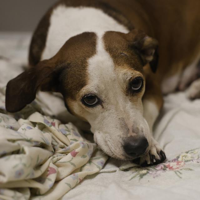 Jenny, a Basset Hound (mix breed), available for adoption