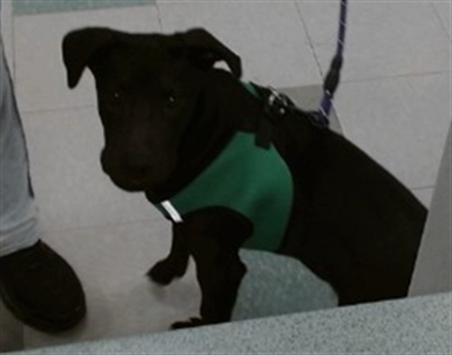 A480180, a Black Labrador Retriever (mix breed), available for adoption