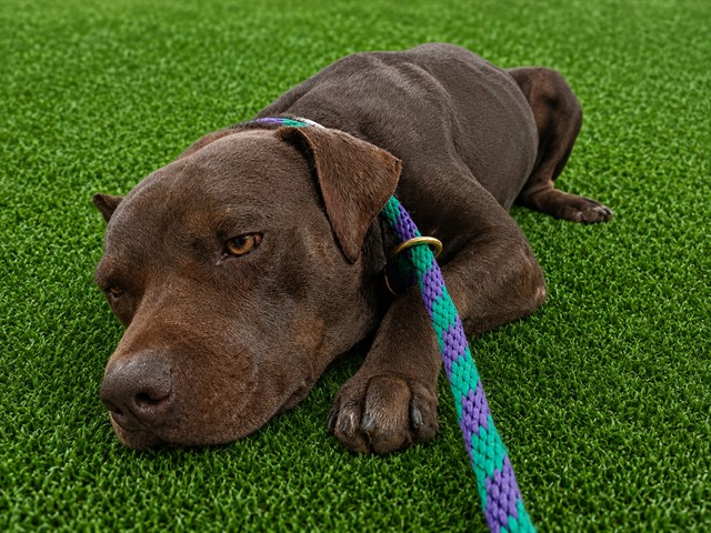Leslie, a Pit Bull Terrier, available for adoption
