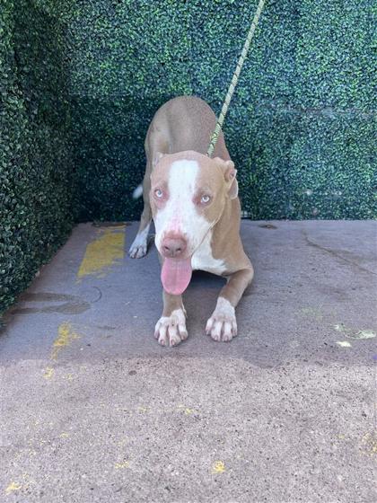Eel, a Pit Bull Terrier (mix breed), available for adoption