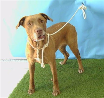 A5799227, a Bullmastiff, available for adoption