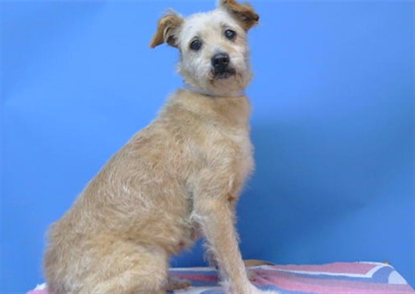 A5799148, a Terrier, available for adoption
