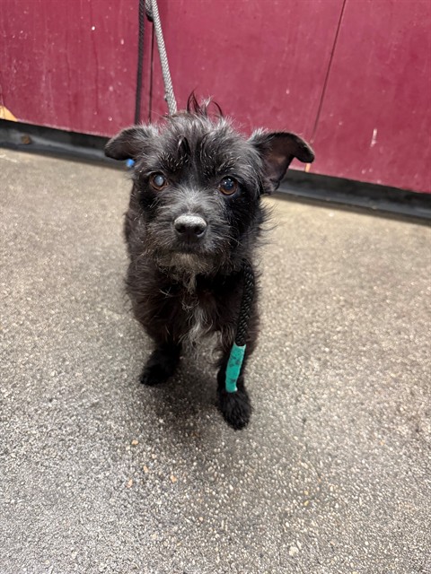 A5799703, a Terrier, available for adoption