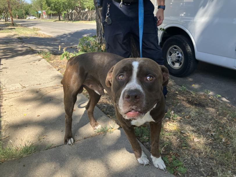A190893, a Pit Bull Terrier, available for adoption