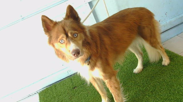 Rusty, a Siberian Husky, available for adoption