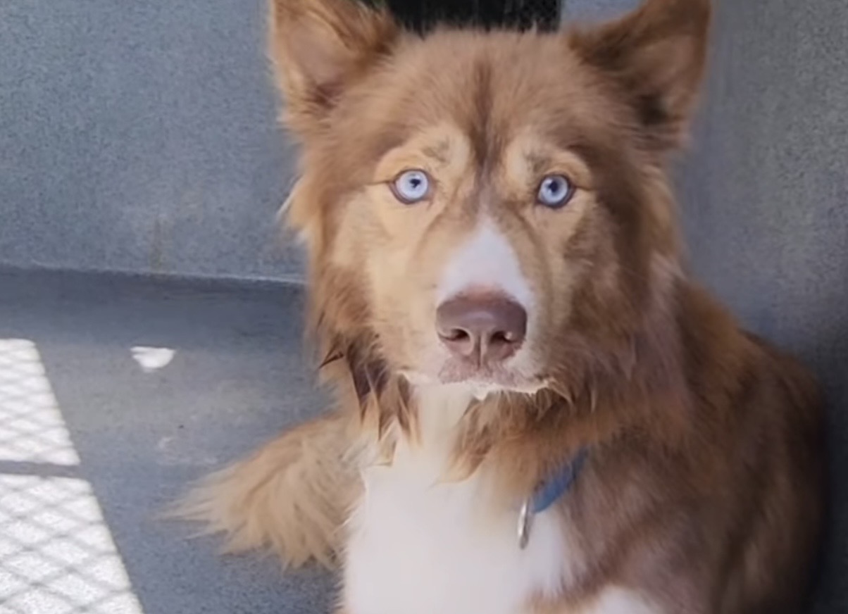 Rusty, a Siberian Husky, available for adoption