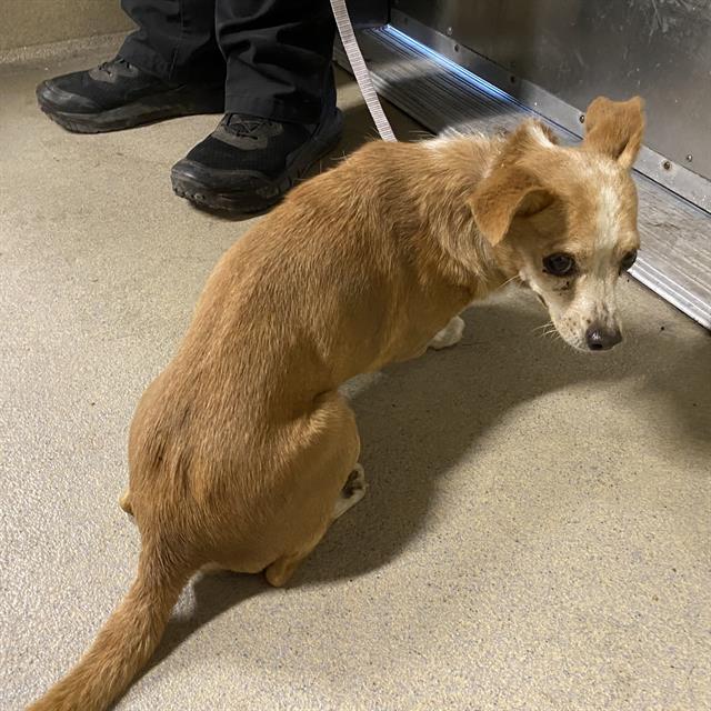 A614079, a Chihuahua, available for adoption
