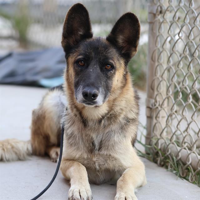 Hope, a German Shepherd, available for adoption