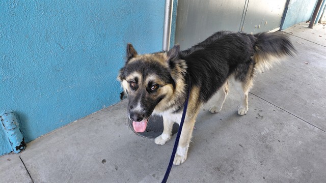 A5799982, a German Shepherd, available for adoption