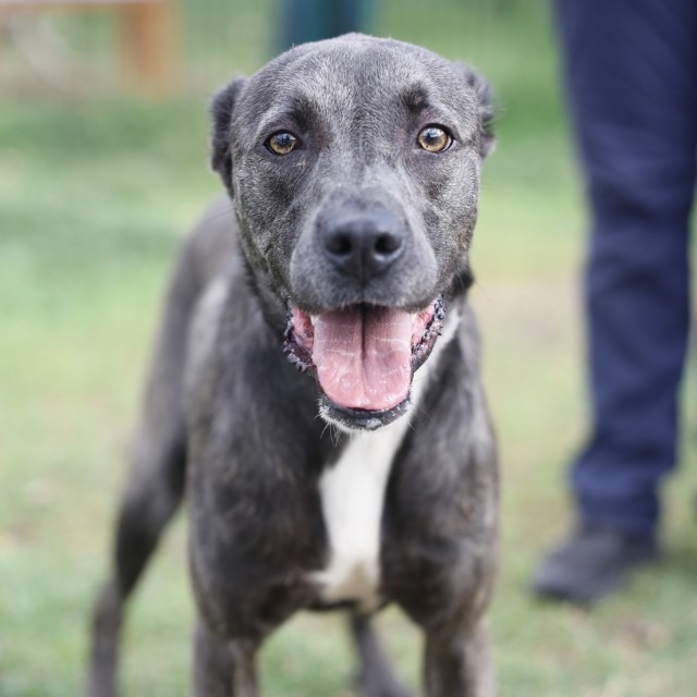 Sky, a American Staffordshire Terrier (mix breed), available for adoption