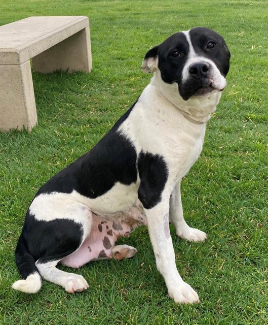 Jeannie, a Bullmastiff, available for adoption