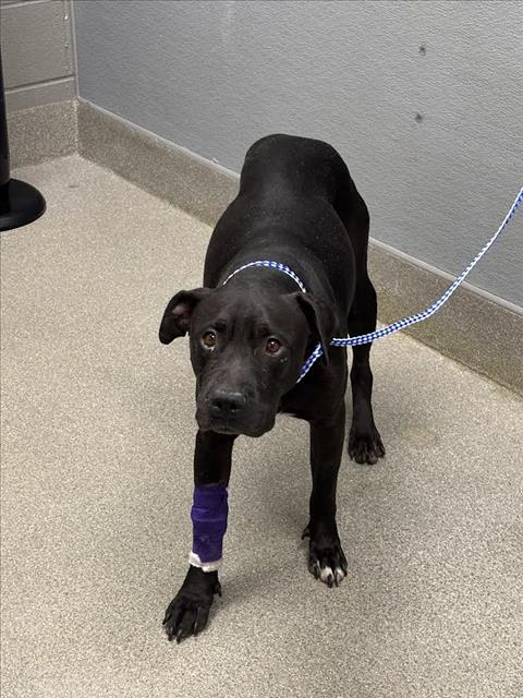 Big Baby, a Pit Bull Terrier, available for adoption
