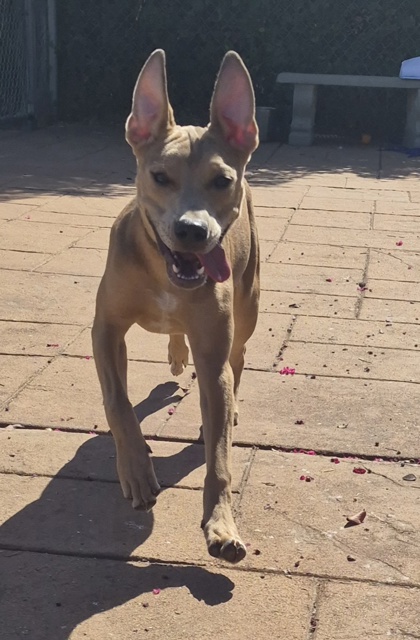 Other Photos of thie Dog