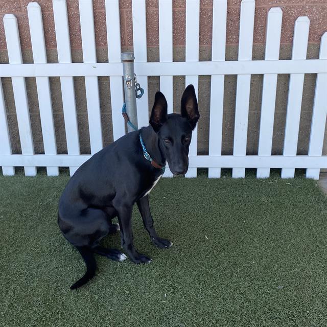 Gracie, a Great Dane, available for adoption