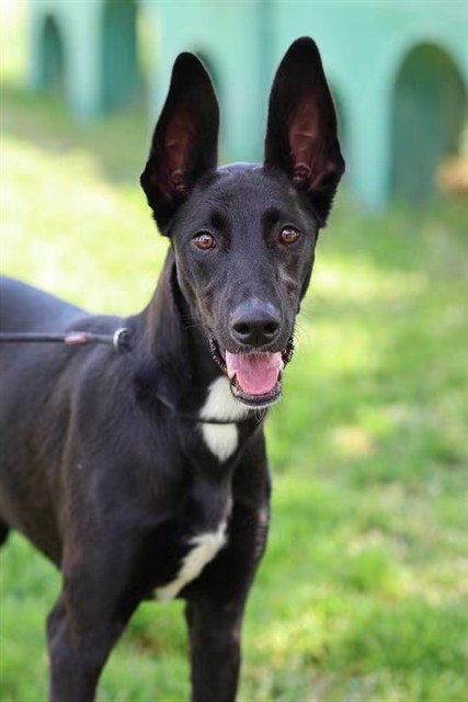 Gracie, a Great Dane, available for adoption
