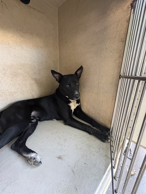 A480739, a Pit Bull Terrier, available for adoption