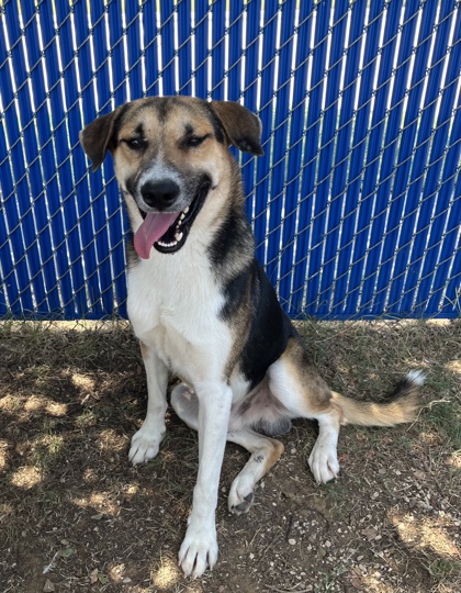 Needo, a German Shepherd, available for adoption