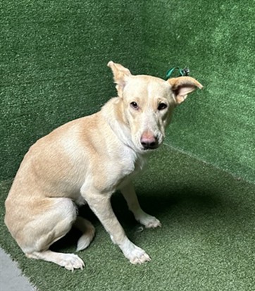 Britt, a German Shepherd, available for adoption