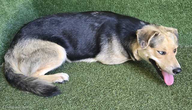 Bambam, a German Shepherd, available for adoption
