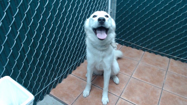 Coco, a Labrador Retriever, available for adoption