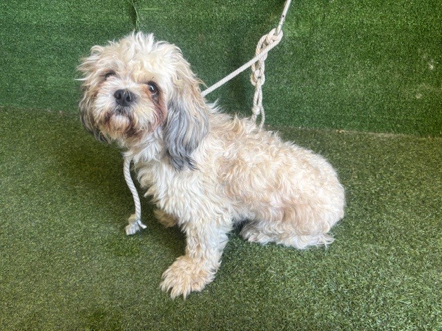 A5803168, a Shih Tzu, available for adoption