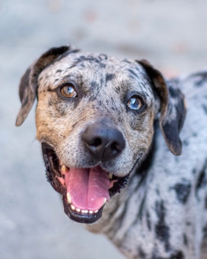 Frito, a Catahoula Leopard Dog (mix breed), available for adoption
