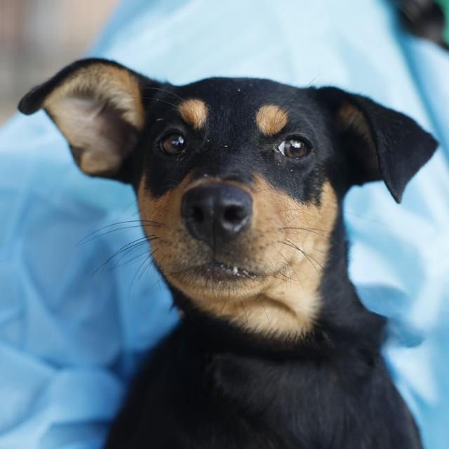 Helga, a Miniature Pinscher (mix breed), available for adoption
