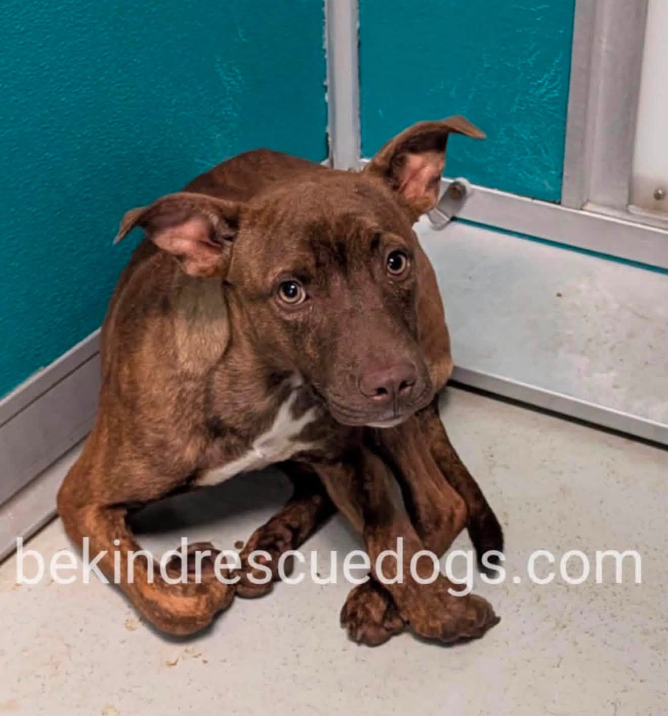 A481063, a Pit Bull Terrier, available for adoption