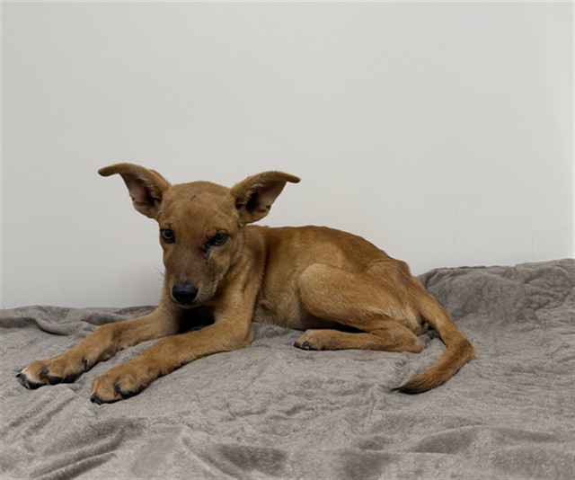 Angie, a Labrador Retriever, available for adoption