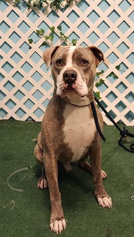 Tiger, a Pit Bull Terrier, available for adoption