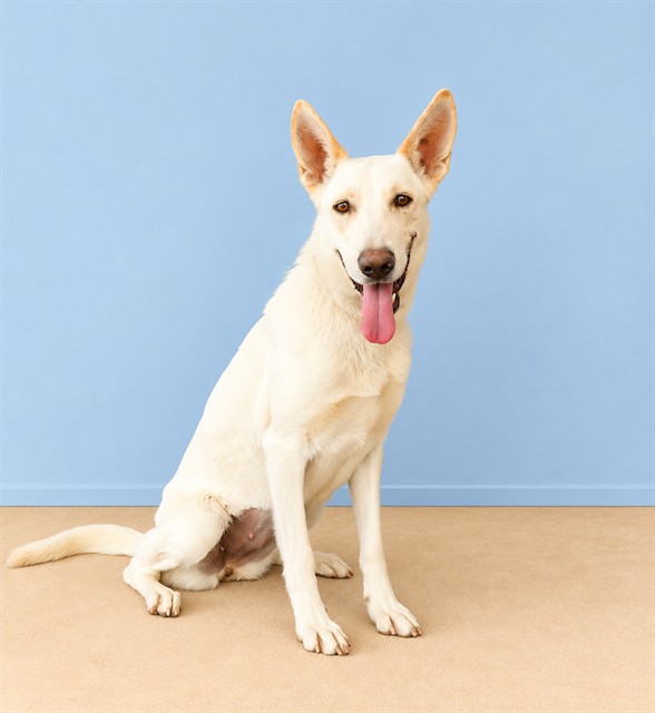 Ellen, a Carolina Dog, available for adoption